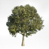 Pear Tree 9