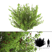 Pustyrplodnik kalinistilny bush | Physocarpus opulifolius