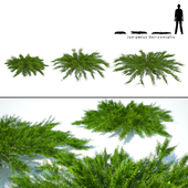Juniper horizontal | Juniperus horizontalis