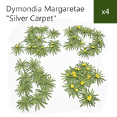 Silver Carpet - Dymondia Margaretae