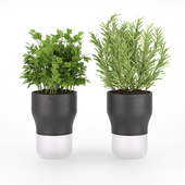 Parsley and rosemary for kitchen in pots EvaSolo
