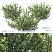 Potentilla bush # 1