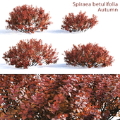 Spirea betulifolia (Autumn)