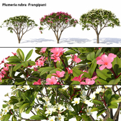 Plumeria rubra -Frangipani Tree