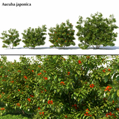 Aucuba japonica
