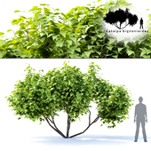 Catalpa bionniform tree | Catalpa bignonioides