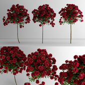 Roses - Lollipop - 3 Variations