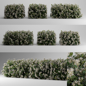 Choisya Ternata Hedge - 3 Modular Pieces