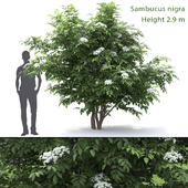 Sambucus nigra # 1