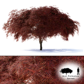 Maple Japanese | Acer palmatum Garnet