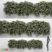 Hanging Plant - ChoisyaTernata - 3 Modular Pieces