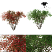 Japanese maple season 2 | Acer palmatum tree