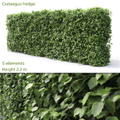 Crataegus hedge (2.2m)