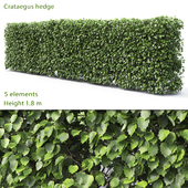 Crataegus hedge # 2 (1.8m)