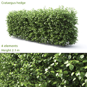Crataegus hedge # 3 (2.1m)