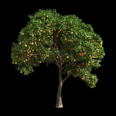 Orange Tree 1