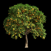 Orange Tree 11