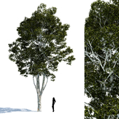 Paperbark Tree - Melaleuca Quinquenervia