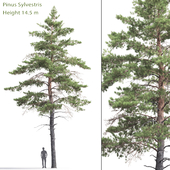 Pinus Sylvestris # 6 (14.5m)
