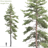 Pinus Sylvestris # 8 (19m)