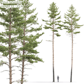 Pinus sylvestris # 10 (22-23m)