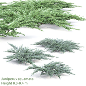 Juniperus squamata # 2