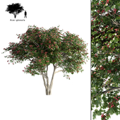 Maple Ginnala tapeworm | Acer tataricum ssp. ginnala