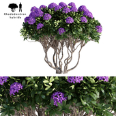 Rhododendron Hybrid | Rhododendron hybrida