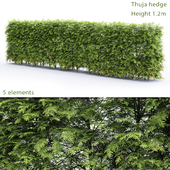 Thuja Hedge