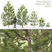 Pinus sylvestris young # 2 (1-4.3m)