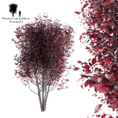 Spread plum | Prunus cerasifera pissardii