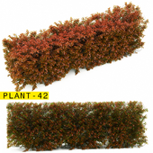 plant 42