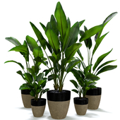 Strelitzia Nicolai Plant Set