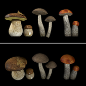 Mushrooms. Set 2