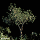 Acacia Implexa