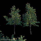 Pterocarpus Macrocarpus_1