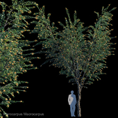 Pterocarpus Macrocarpus_3