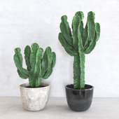 Cactus | Cereus