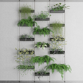 Decorative plants