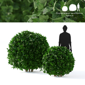 Green apple leaf bush 2 bush | Physocarpus opulifolius sphere