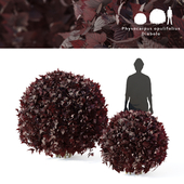 Diabolo 2 bush bush | Physocarpus opulifolius Diabolo sphere