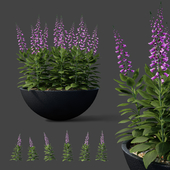 Digitalis purple flowers in flowerpots | Digitalis purpurea