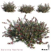 Darwinia Taxifolia