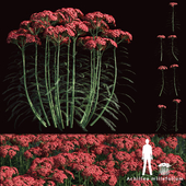 Yarrow flowers | Achillea millefolium