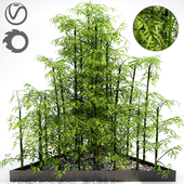 Bamboo_Tree_Plant_Pot