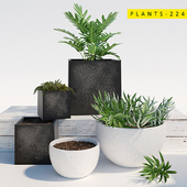 PLANTS 224