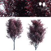 Spread spread 2 trees | Prunus pissardii
