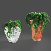 plant432 -ivy in pots