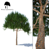 Common Pine | Pinus sylvestris