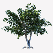 tree 03